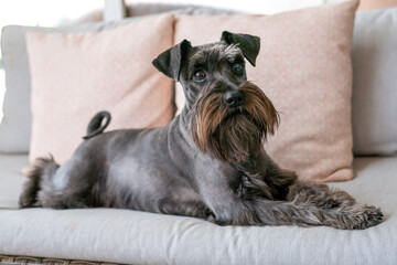 Closeup shot of a black mini schnauzer dog lying on a grey couch in the living room. Cozy, animal friends concept.