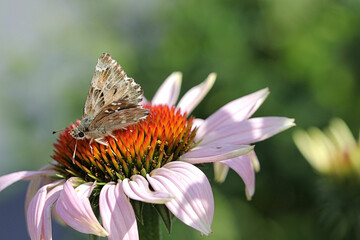 Heimische Insekten im Garten - Nahaufnahme von einem kleinen Kolibrifalter auf der Heilpflanze roter Sonnenhut