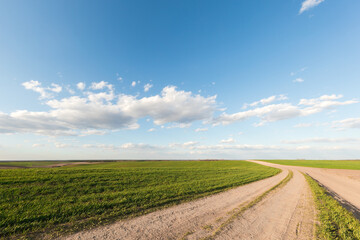 Fototapeta na wymiar Green field, spring background with fresh green grass and blue sky