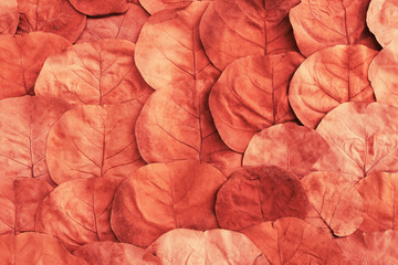 red rose petals,red and orange autumn leaves background