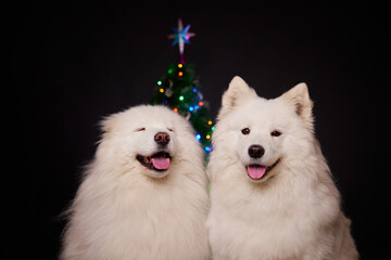Two smiling dogs are sitting on the background of a Christmas tree. Cute pets. The concept of New Year holidays. Merry Christmas mood. Happy New Year.