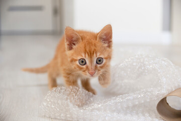 Small red kitten plays with bubble wrap in bright apartment.