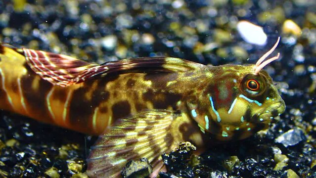 Close-up, male Sphynx blenny (Aidablennius sphynx). Black Sea