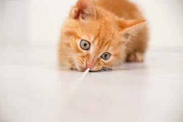 Small red kitten plays with rope in bright apartment. Copy space.
