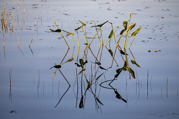 Wasserpflanzen spiegeln sich in einem See