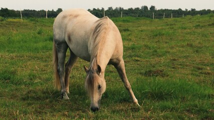 Pferd