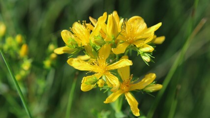 Gelbe Blüten