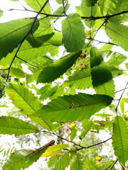 Feuilles de ch&acirc;taignier 