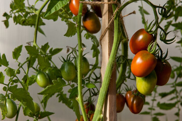 tomato bunches in the greenhouse