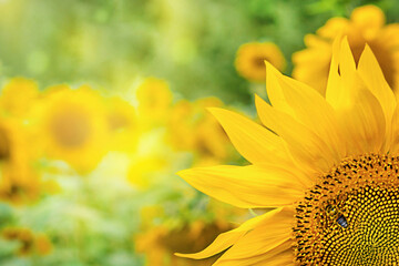 Naklejka premium honey bee pollinating sunflower plant.