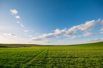 Fototapeta na wymiar Green field, spring background with fresh green grass and blue sky