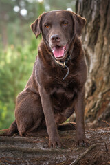 Chocolate Brown Labrador posing under a tree in the forest