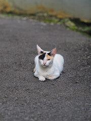 Cute Cat With Three Color at the head