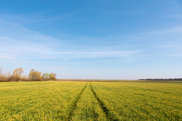 Green field, spring background with fresh green grass and blue sky