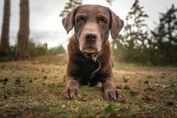 Brown Labrador laying down close up of head and paws looking at the camera in a forest