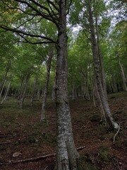 FORET DES MONTAGNE DES PYRENEES 
