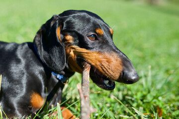 Dachshund puppy playing