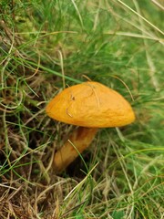Champignon orange