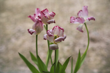 Withered flowers in a vase with a blurred background.