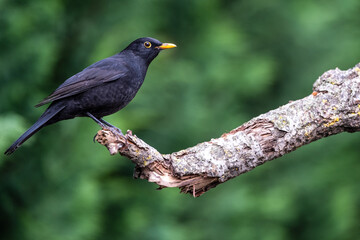 One of the most familiar birds in the parks and gardens of Europe, the common blackbird. This is perched on a branch and soon flies away.
