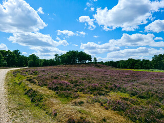 heather field in the country