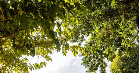 Fototapeta premium Hojas de arbol mirando hacia el cielo