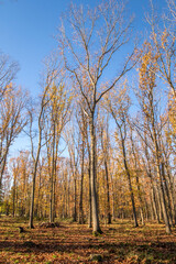 Obraz premium beautiful green landscape with trees in autumn