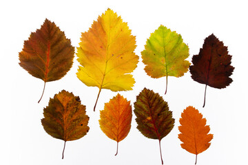 bright autumn leaves on a white, isolated background. colorful postcard on the autumn theme. fading nature close-up. desktop wallpapers. place for text