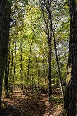 Obraz premium beautiful green landscape with trees in autumn