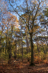 beautiful green landscape with trees in autumn