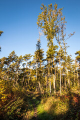 Fototapeta premium beautiful green landscape with trees in autumn
