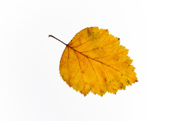 bright autumn leaves on a white, isolated background. colorful postcard on the autumn theme. fading nature close-up. desktop wallpapers. place for text