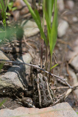 small frog sitting by a creek