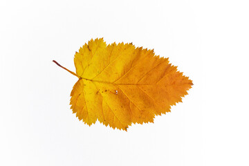 bright autumn leaves on a white, isolated background. colorful postcard on the autumn theme. fading nature close-up. desktop wallpapers. place for text