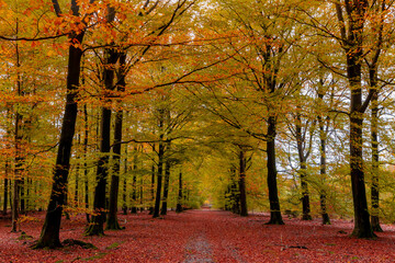 Gravel or soil path in the wood with colourful yellow orange leaves on the tree, Forest in autumn season with soft sunlight shining through the tree and brown leafs on the ground, Nature background.