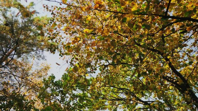 leaves fall from a tree in an autumn deciduous forest. yellowed casts on the branches of trees against the background of the sky.