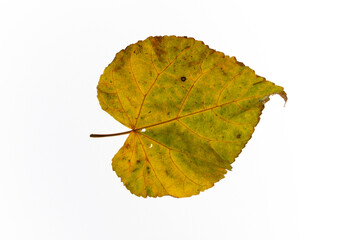 bright autumn leaves on a white, isolated background. colorful postcard on the autumn theme. fading nature close-up. desktop wallpapers. place for text