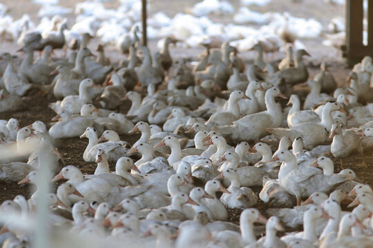 Confinement élevage canard, poulet, grippe aviaire