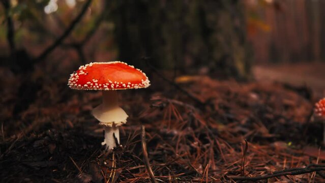 amanita muscaria fly mushroom. fly agaric among needles. fly agaric in the autumn dark forest. bright red mushroom.