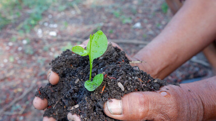 gardener woman's hand holding a plant in her hand The concept of planting trees. Love global warming.