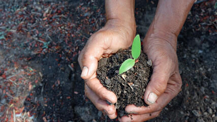 Two female gardeners holding plants in their hands The concept of planting trees, loving the global warming.