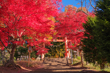 山梨県富士吉田市 紅葉に染まる新倉富士浅間神社の鳥居