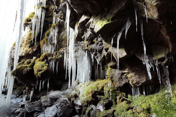 苔と氷柱（冬季）
