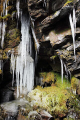 苔と氷柱（冬季）
