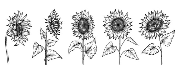 Line art set of  sunflowers 
