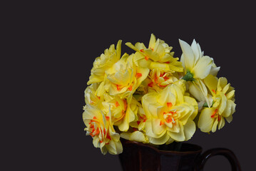 Beautiful decorative orange daffodils in a vase