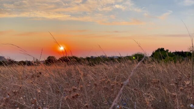 Stipa Feather Grass or Grass Needle Nassella tenuissima in golden sunset light.