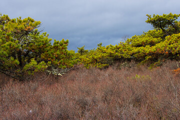 pines in the mountains after the storm