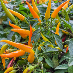 Natural background with orange decorative peppers.