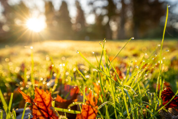 Jesienny trawnik w parku. Słonecznie, kolorowe liście, , zielona trawa z poranną rosą.